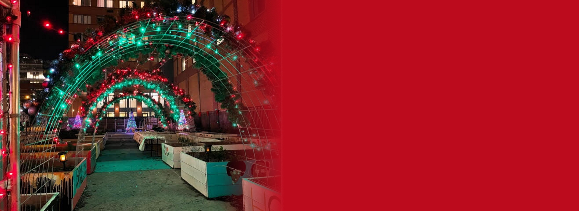 Christmas arches and tree